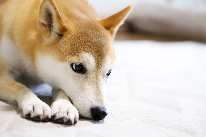 目線をそらしてふせをする犬