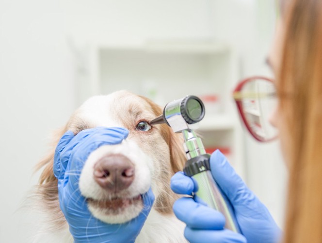 犬の目を診察