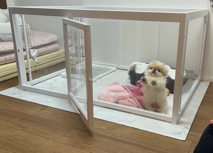 犬生
