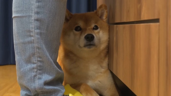 しょんぼりする犬