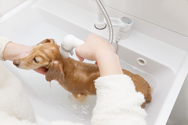 シャワーを浴びる犬