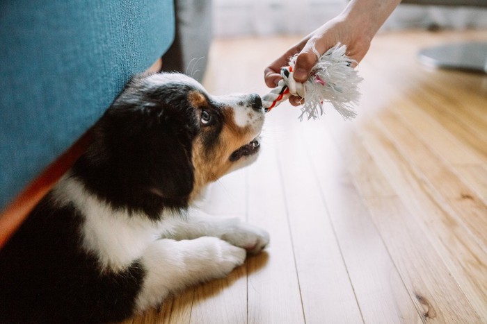 ロープおもちゃを持つ手と口にくわえる犬