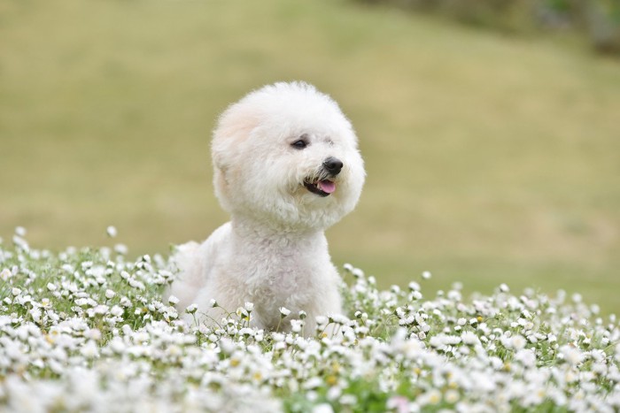 花の中に立っているビションフリーゼ