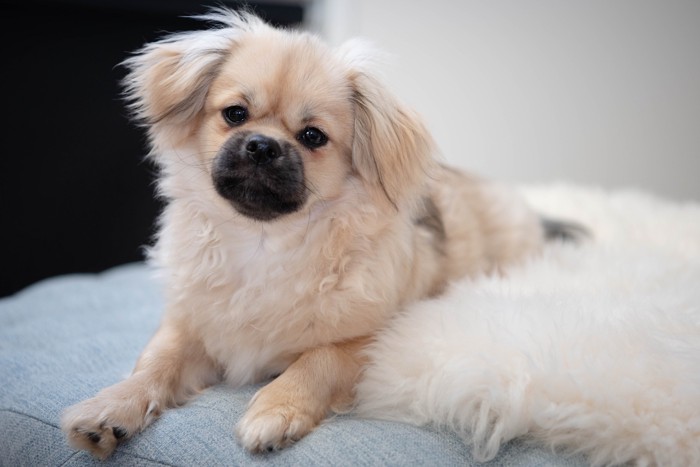 敷物の上に伏せているチベタンスパニエルの子犬