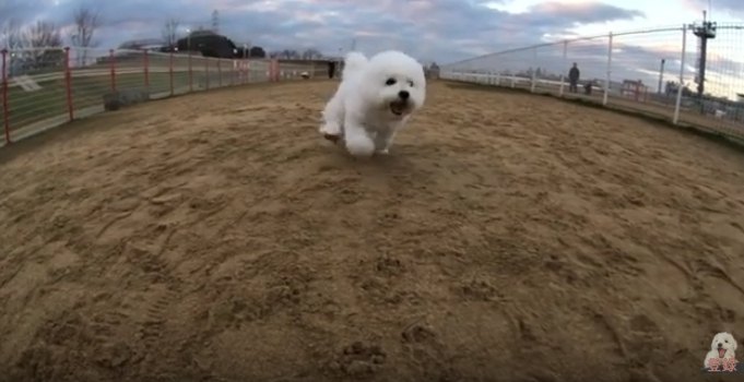 走るわたまるくん正面