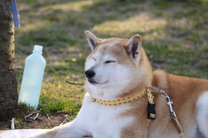 緑のハーネスを着けた柴犬