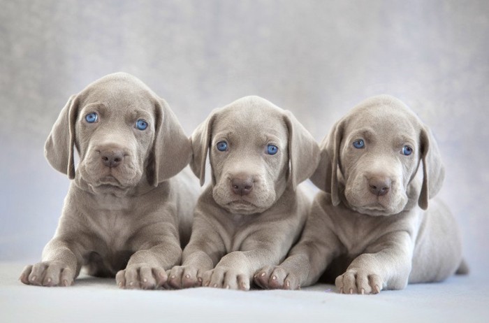 3頭のワイマラナーの子犬