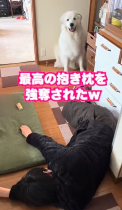 抱き枕を奪われた飼い主さん