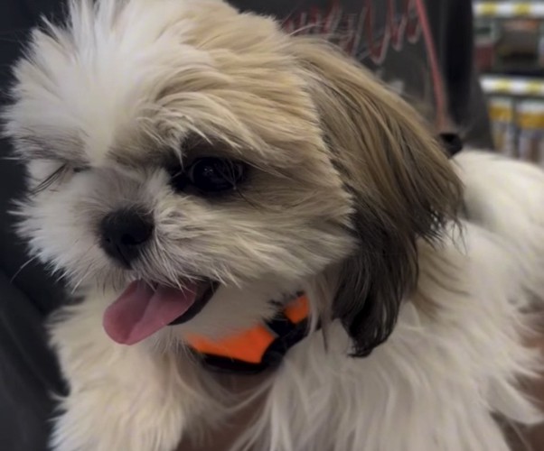 楽しそうな表情の犬