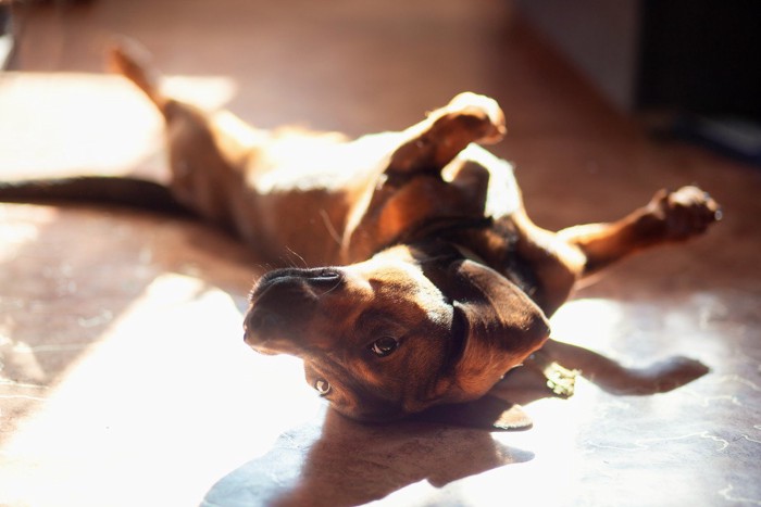 日の当たる床に転がる茶の犬