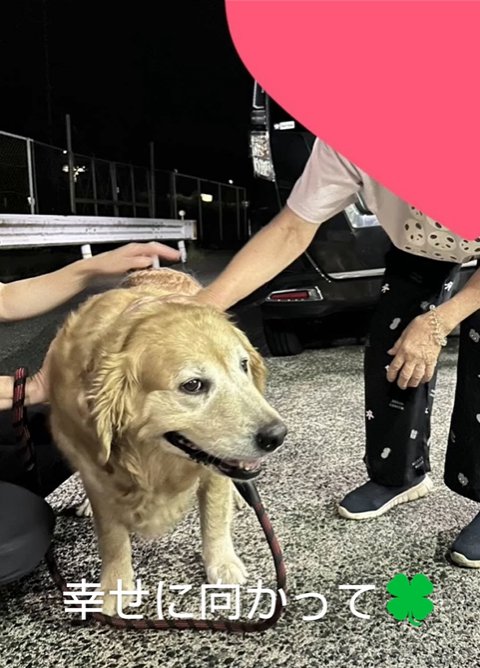 里親と大型犬
