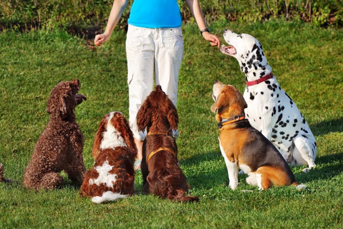 トレーニング中の犬たち