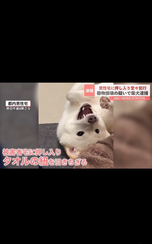 おまめちゃん逮捕のニュース5