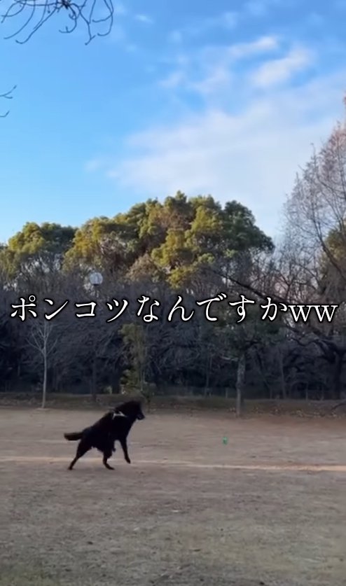 外でバウンドしているボールを見つめる犬