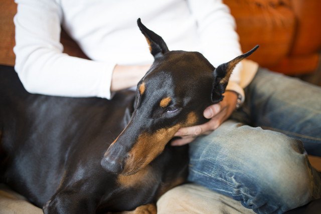 撫でられている犬の写真