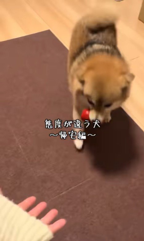 あずきちゃんの態度の違い7
