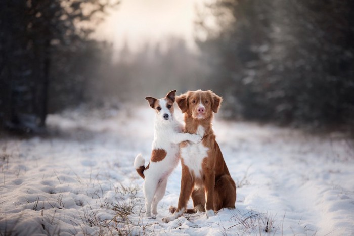 雪道の上で座っている茶色い犬と立ち上がっている白い犬