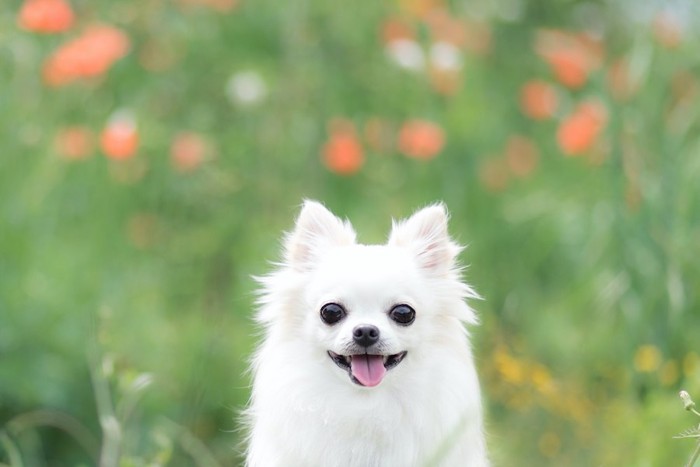 花畑で笑顔のような表情の犬