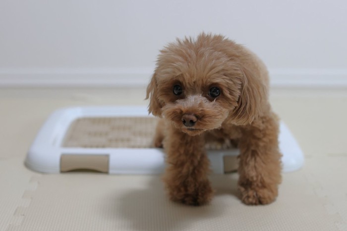 トイレトレーに座る犬