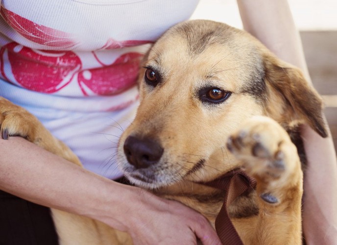 立った状態で撫でられる犬