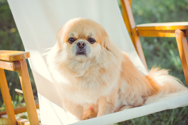 椅子に座りじっと見つめている犬