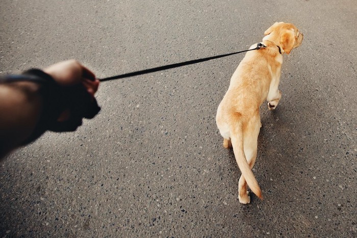 リードを引く飼い主の手と犬の後ろ姿