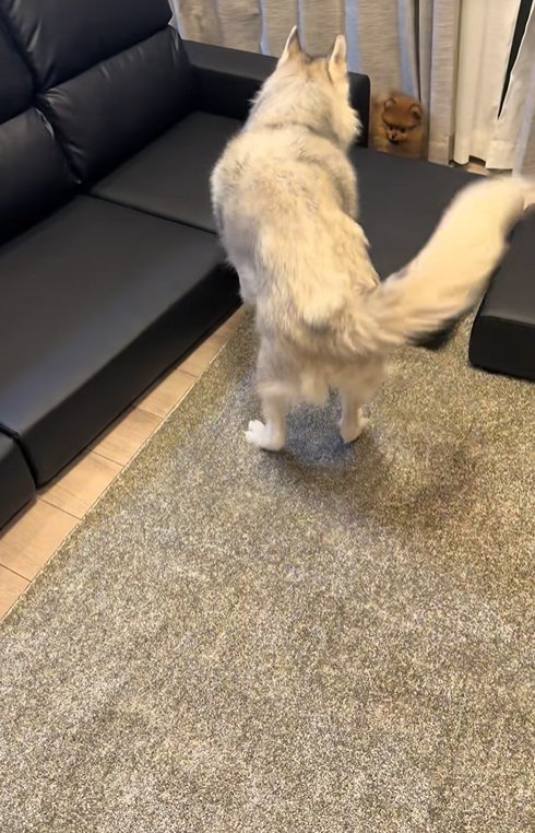 小型犬と遊ぶ大型犬