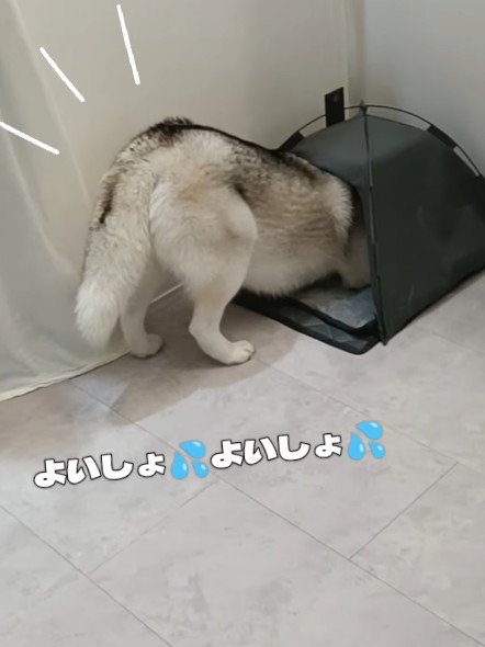 奮闘するはくちゃん