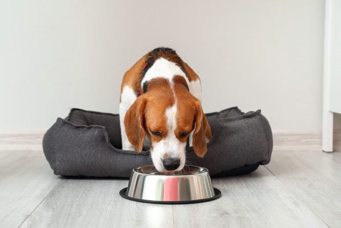 ベッドから体を起こして飲水しようとしている犬