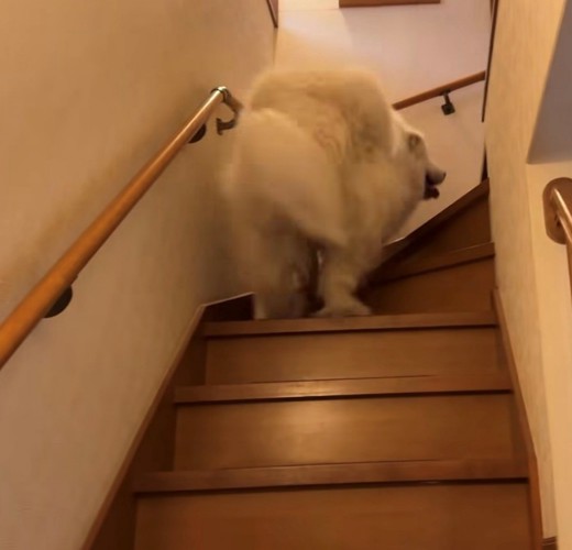 階段を上る犬