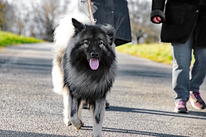 飼い主と散歩しているキースホンド
