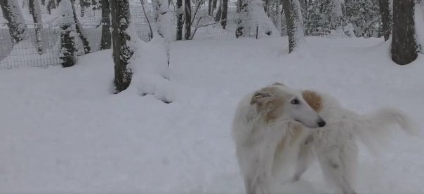 仲良しぶりに