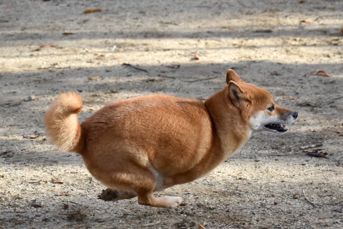 全力疾走する柴犬