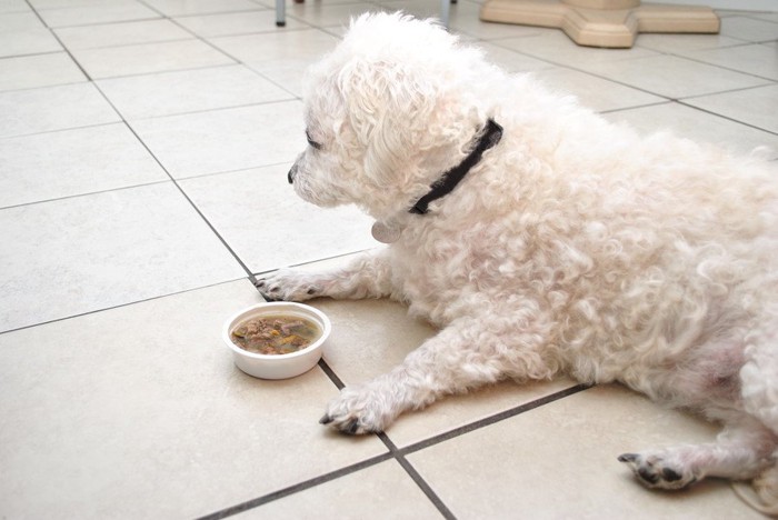 ごはんから目をそらしている白い犬