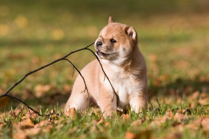 草原で笑っている柴犬