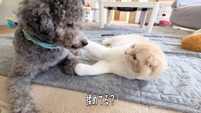きゅうちゃん&じゅんちゃん