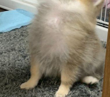 お迎え当時
