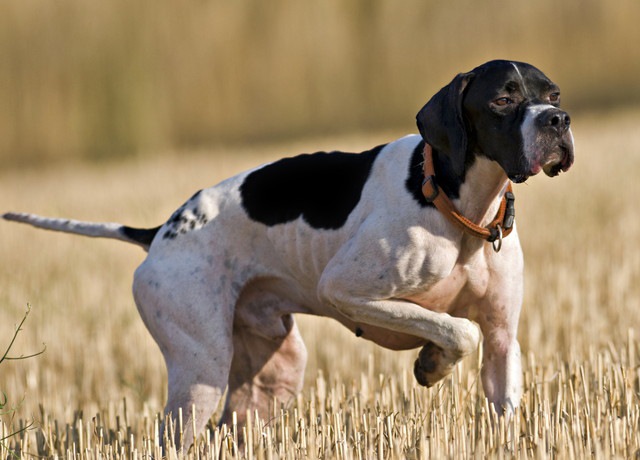 筋肉が発達している犬