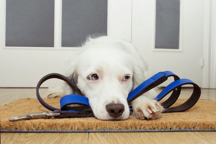 リードの上に伏せて散歩を待つ犬