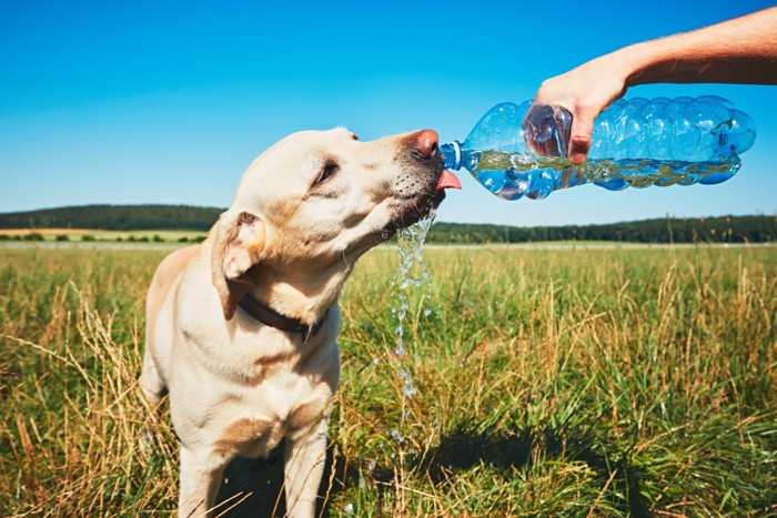屋外で水分補給する犬