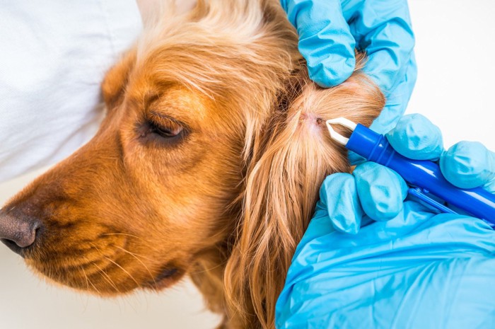 病院でダニの除去をされている犬