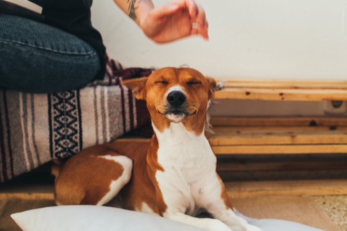 なでられそうになって目をつぶる犬