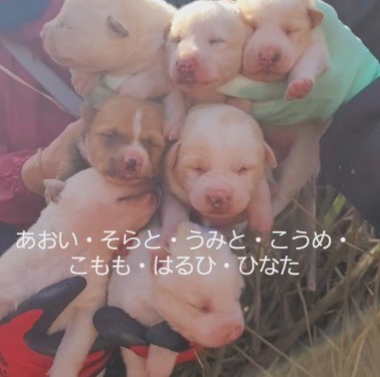 7匹の子犬を保護