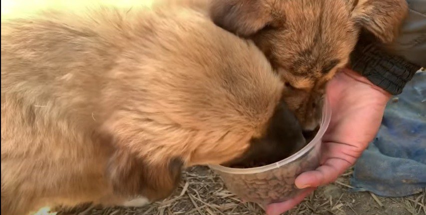 食べる子犬たち