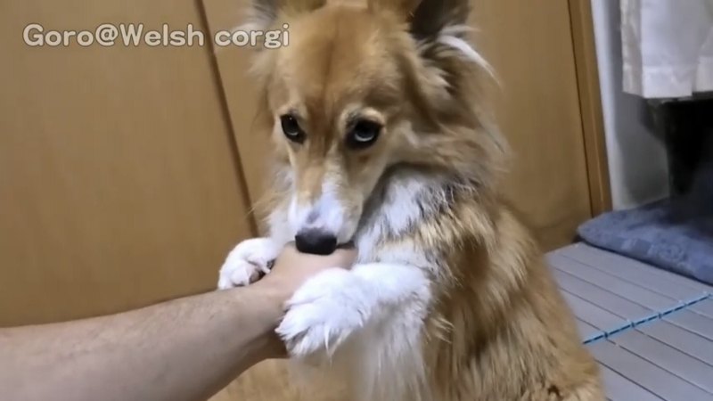 手にしがみつく犬