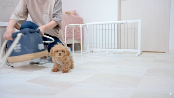 ボサボサの子犬が来店