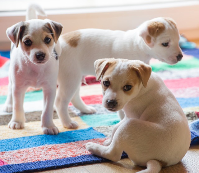 3匹の子犬