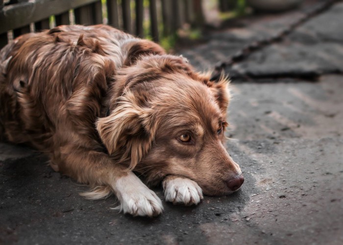 カメラを見つめる茶色い犬