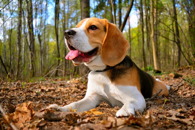 ビーグル犬