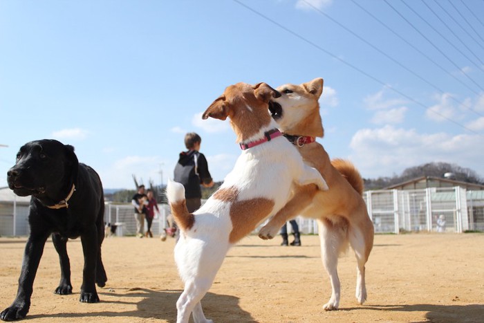 じゃれ合う柴犬とジャックラッセルテリア